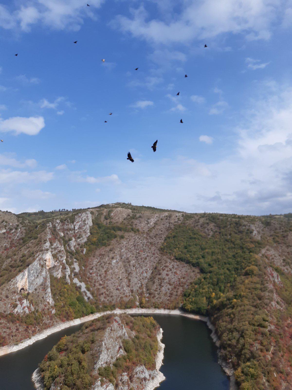 Griffon vultures above the Uvac canyon
